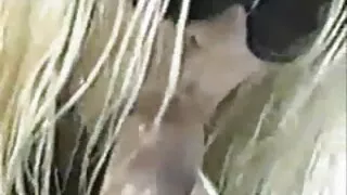 شرارتی نوجوانوں کے Brina معاہدہ ہے اور میں سکس همجنس باز پسر معطل ایک لطف کمرے